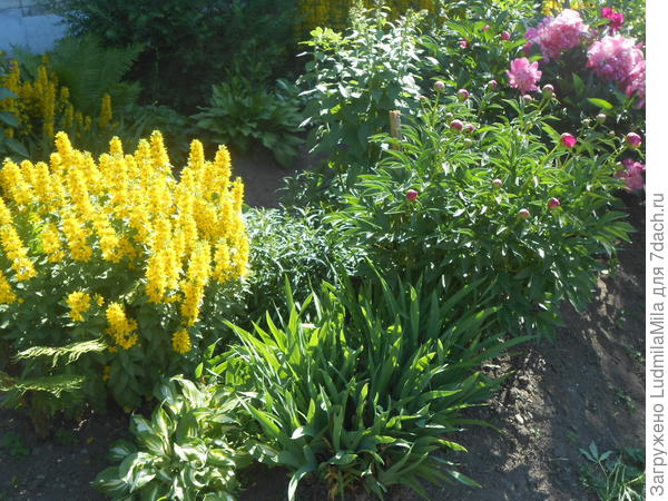 пионы + вербейник