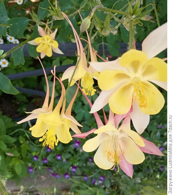 Солнечного настроения!