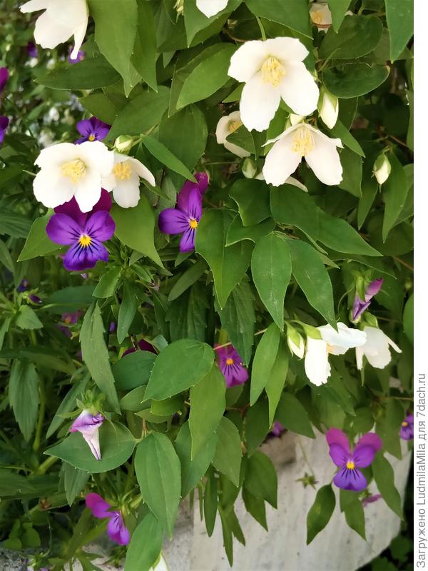 Ветви до земли.Композиция.