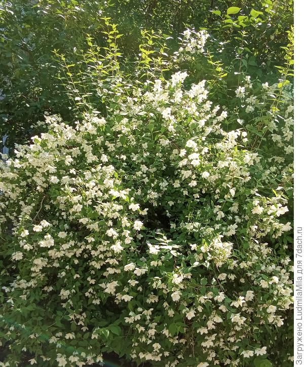 Жасминовое облако))))