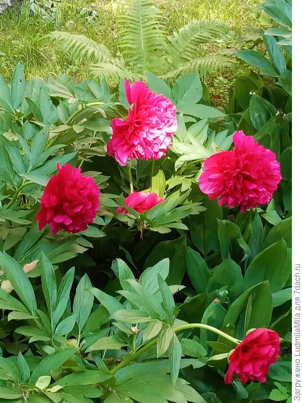 На клумбе с папоротником