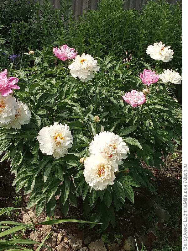 Бело-розовый букет