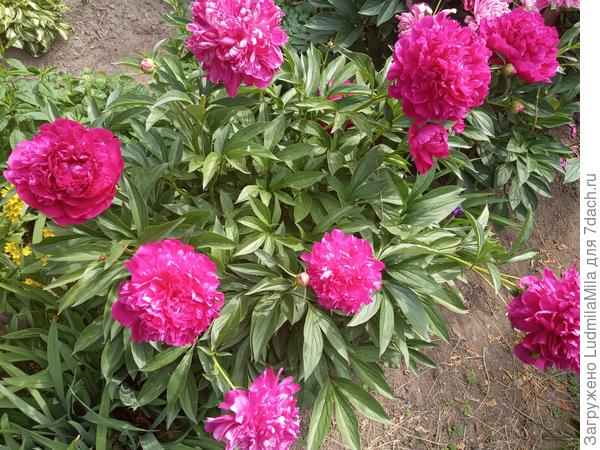 Последние красные