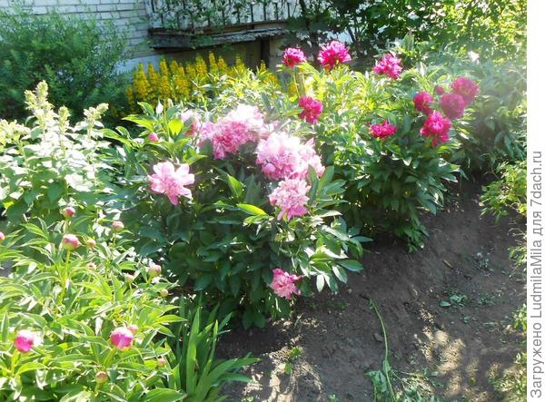 В утренних лучах