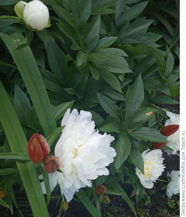 Лилейники и пионы