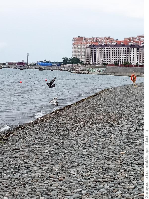 Пляж занят чайками и голубями.Людей нет.Моросит дождь