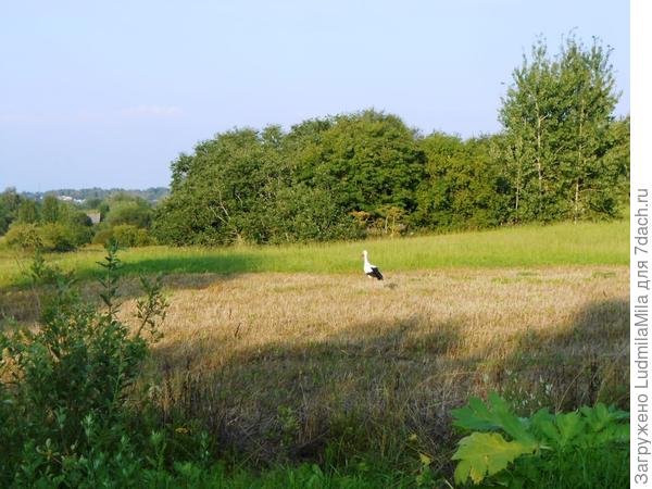 На полях Псковщины