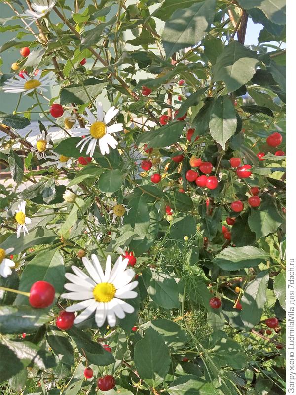 Летнего настроения!