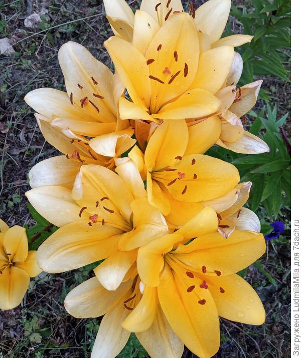 На одном кустике