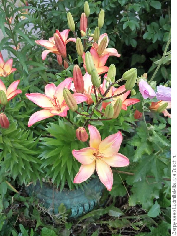 Розово-желтые