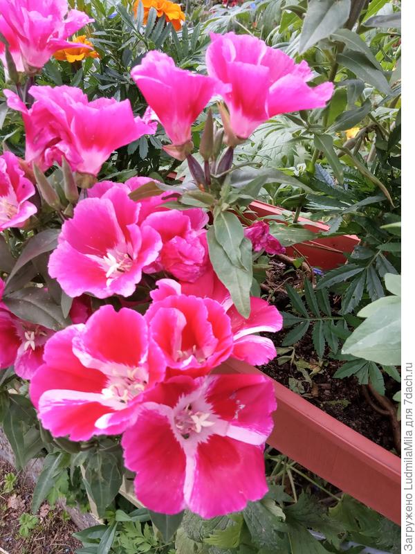 Просто красавица