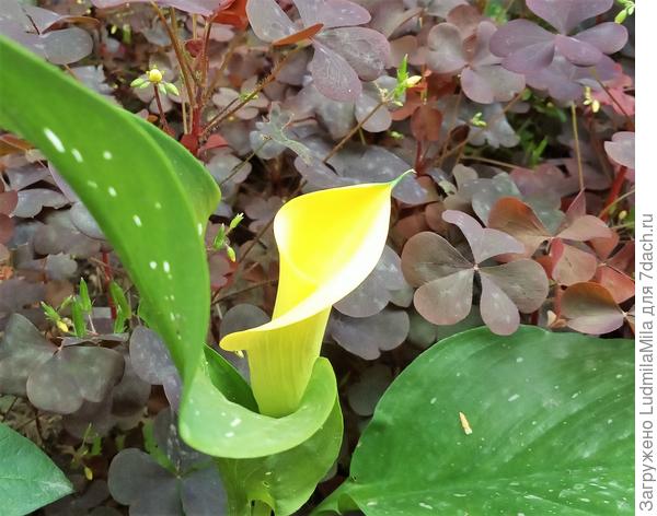 Чтобы жизнь была наполнена любовью,счастьем,взаимопониманием и теплотой...