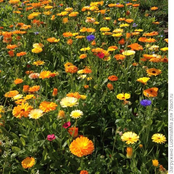 Пусть жизнь переливается радугой!