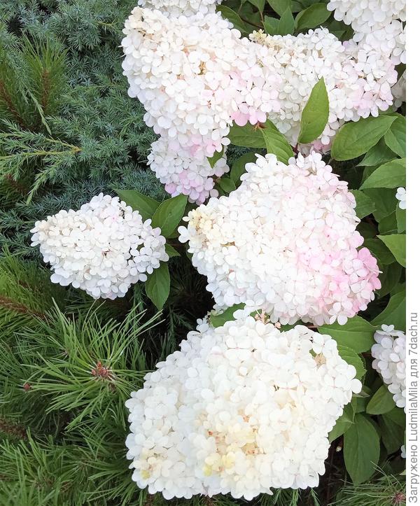 Вот такую красоту выращивают соседи