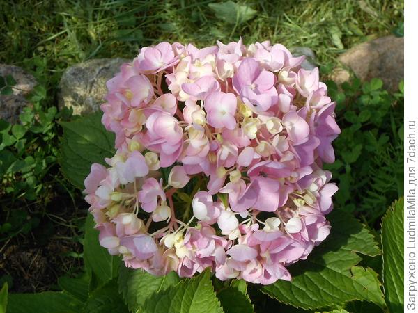 Маленькая и симпатичная