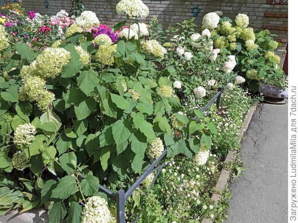 Палисадник у подъезда