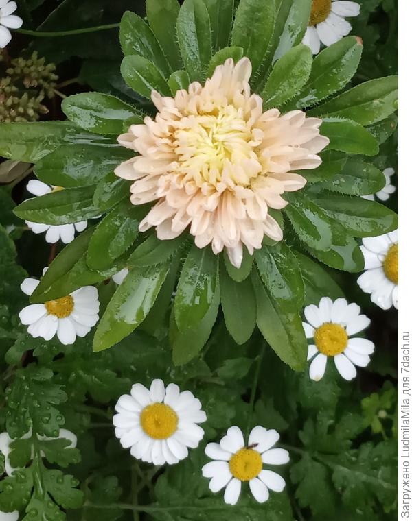 Астра-осенняя