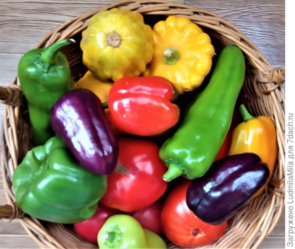 Вчерашний урожай