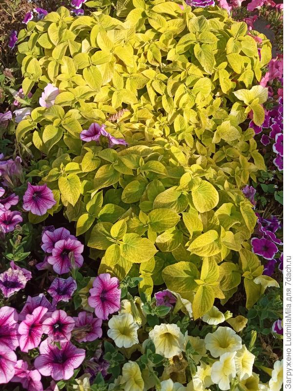 Солнечного настроения!