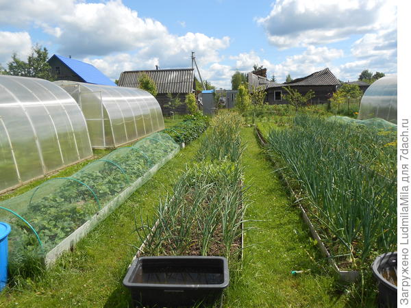 Пять лет сажали одинаково-первая арбузы,вторая томаты,третья,отдельно огурцы,перец,баклажаны