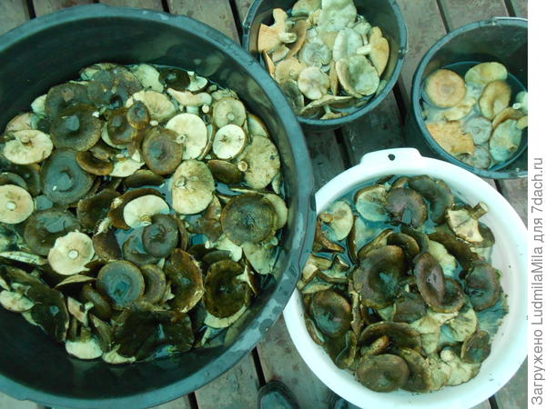 Вымачиваем