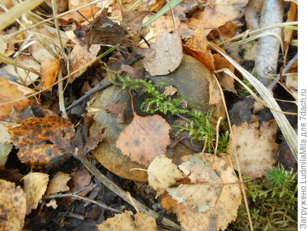 Под листвой и не заметишь