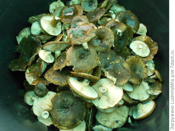 Все целые,крепкие..хороши