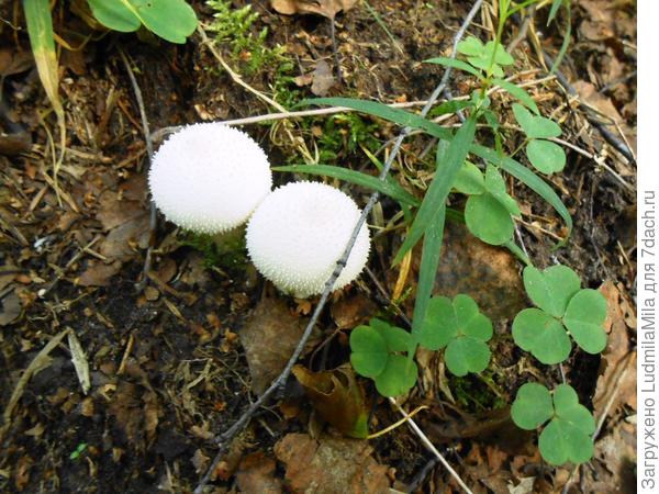 Теннисные мячики