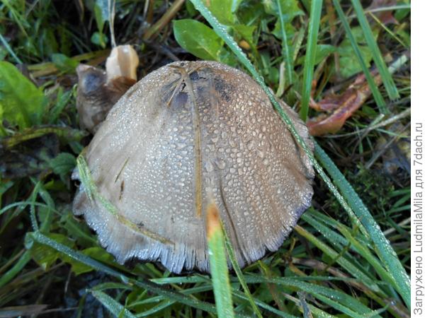 После дождичка