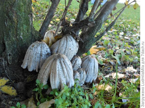 По пути на работу