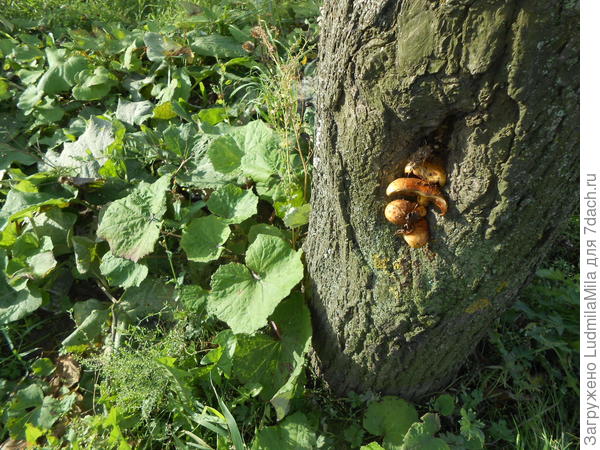 Спрятались