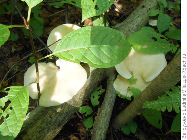 Белые,волнистые