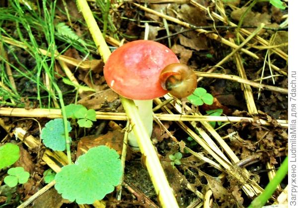 Кто-то,кто-то ест мой гриб)))