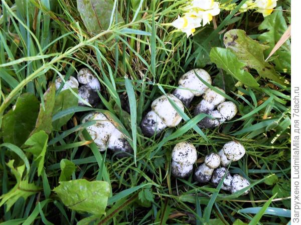 Белые шампиньоны