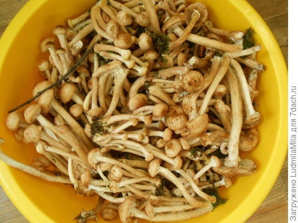 Только собрали))))