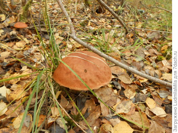 Маскировка