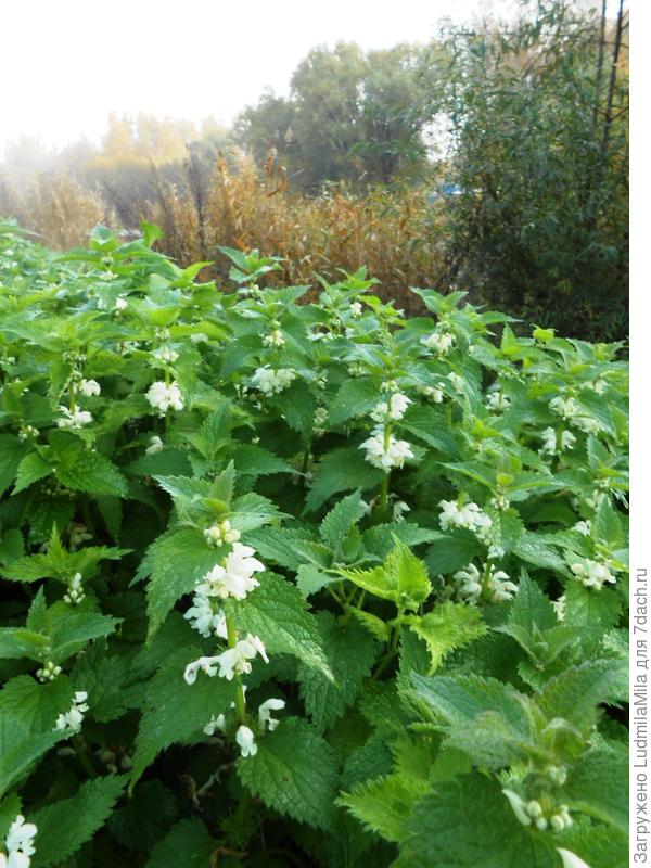 Через лето-в осень