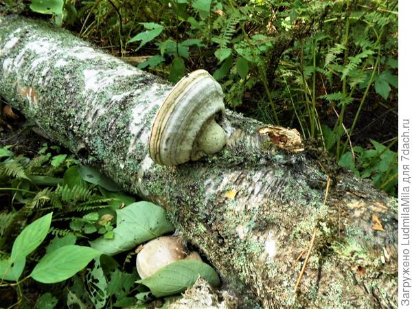 Тарелка с пимпочкой)))