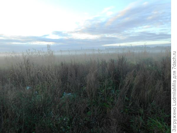 Утренние туманы