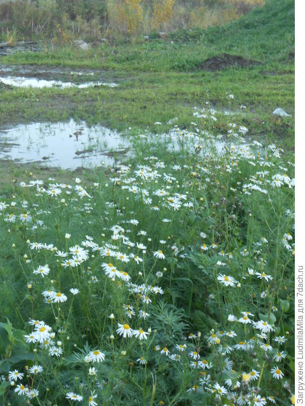 Ромашковая осень