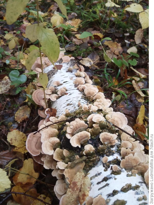 Облепили(((((