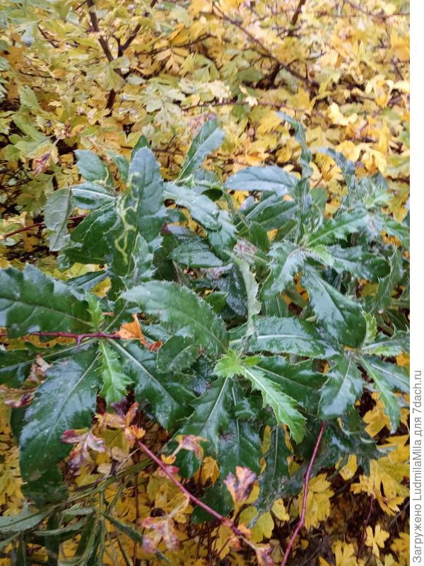 Колючая и стойкая