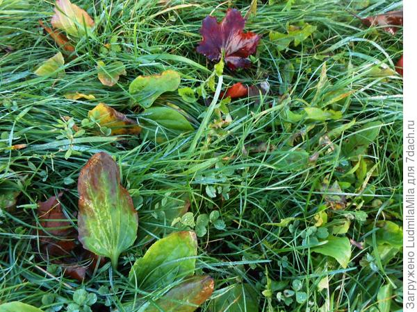 Трава с осенними штрихами