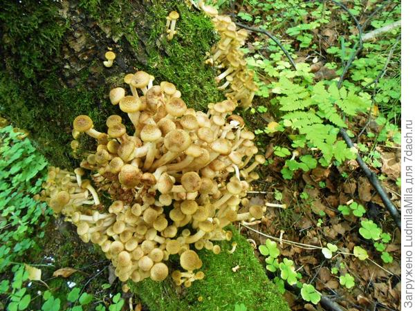 Ну хоть что-то съедобное!!!!