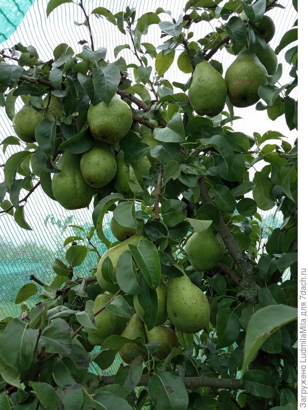 Груша-накрыли сеткой от птиц