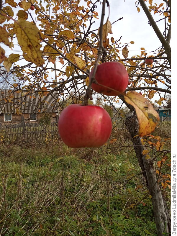 Яблочко...у соседей))))наши все собраны!