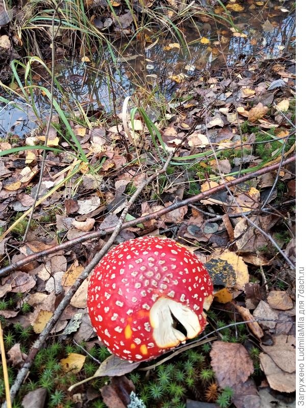 Попробовали-не понравилось...