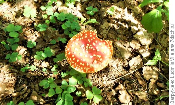 Тарелка в горошек...кто-то отбил кусочек