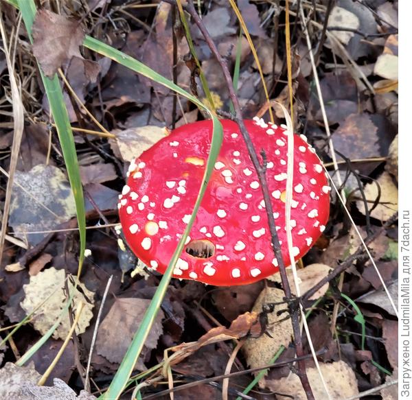 Покрытый глазурью