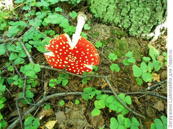 Сорвали,поломали,выбросили